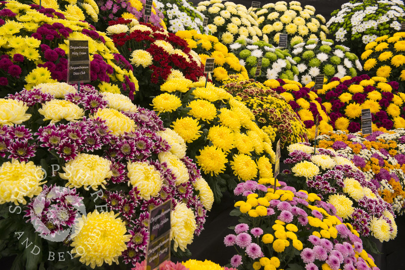 Chrysanthemums display at Shrewsbury Flower Show, Shropshire.