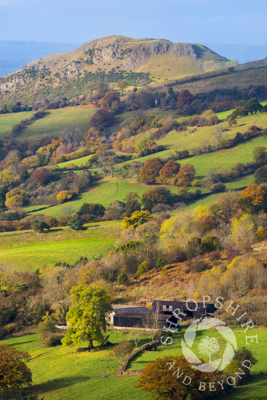 A view of the Welsh countryside in autumn seen from Heath Mynd,  near Bishop's Castle, Shropshire, with Roundton Hill, Powys, in the distance.