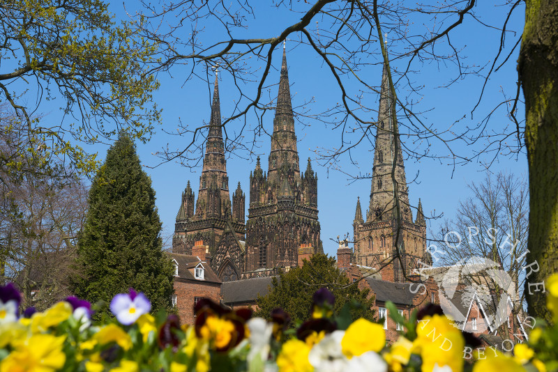 The three spires of Lichfield Cathedral seen from the Garden of Remembrance in spring, Lichfield, Staffordshire, England.