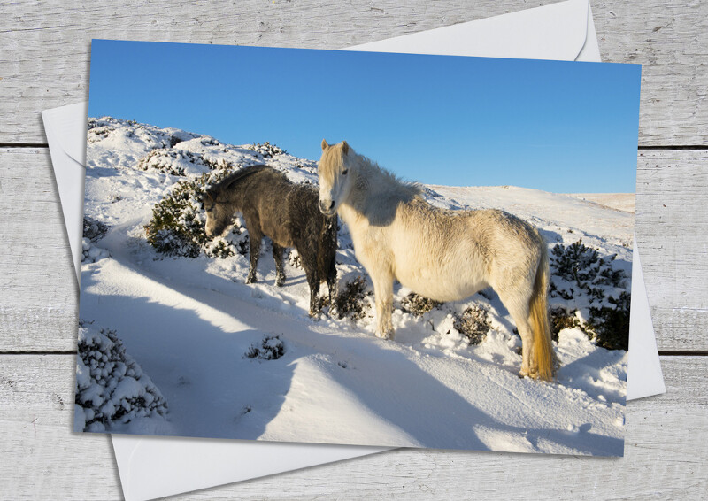 Wild ponies on the Long Mynd, Shropshire.
