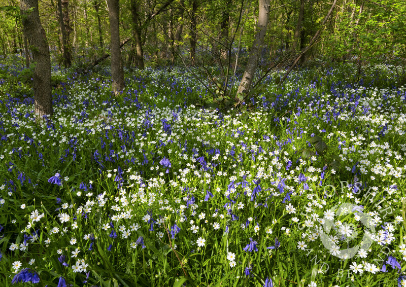 Stitchwort and bluebells at Chempshill Coppice, Worfield, Shropshire.