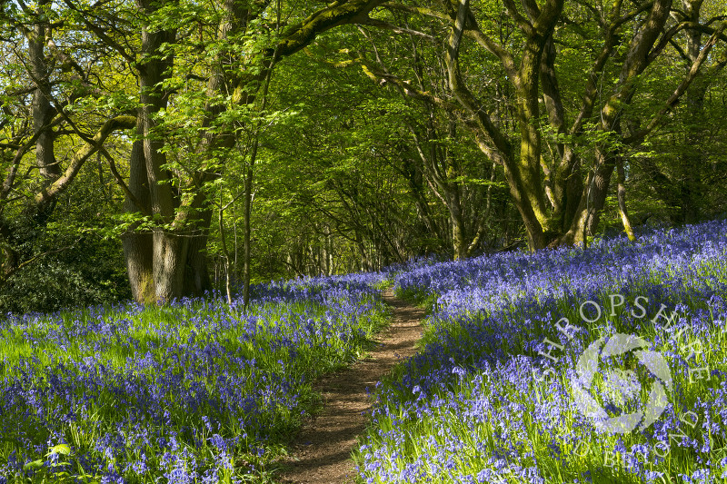 A path through bluebells in Helmeth Wood on Helmeth Hill, near Church Stretton, Shropshire.