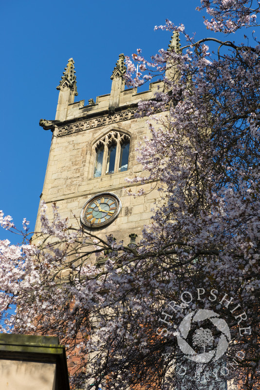 The tower of St Julian's Church framed by spring blossom, Shrewsbury, Shropshire, England.