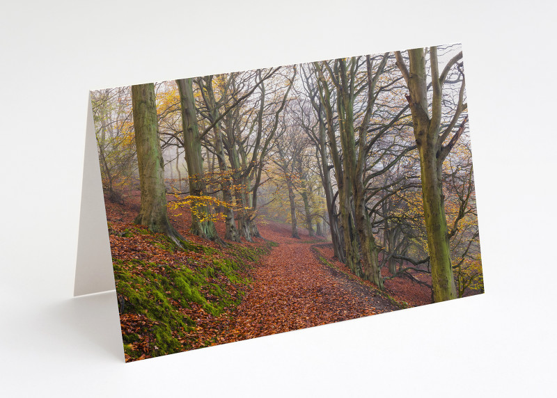 Beech Walk on the Wrekin, Shropshire.