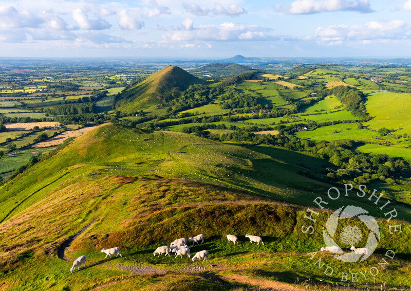 Sheep grazing on Caer Caradoc at Church Stretton, Shropshire.