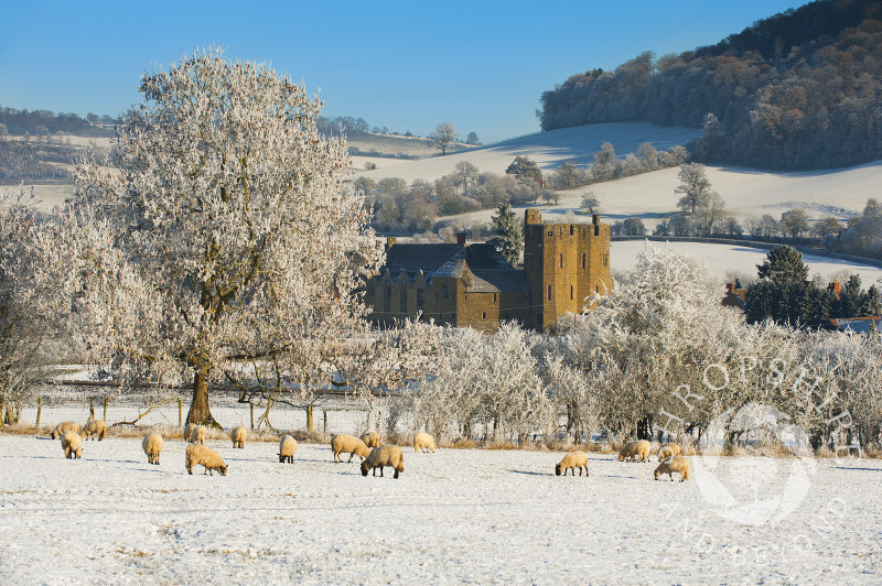 Sheep grazing in front of Stokesay Castle, Shropshire, England.