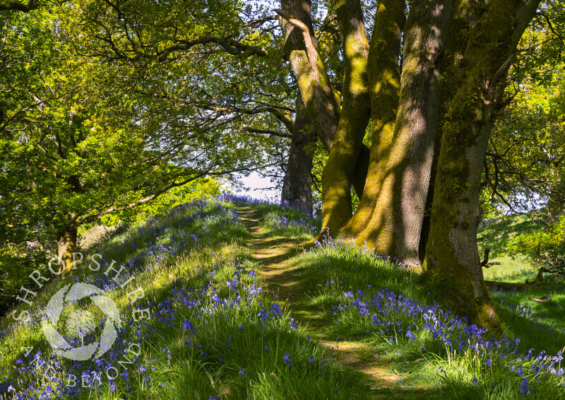 Bluebells line the ramparts of Burrow Hill, near Craven Arms, Shropshire.