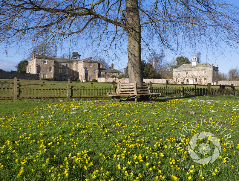 Winter aconites and snowdrops in the churchyard at St Gregory's with Morville Hall and the Dower House, near Bridgnorth, Shropshire.