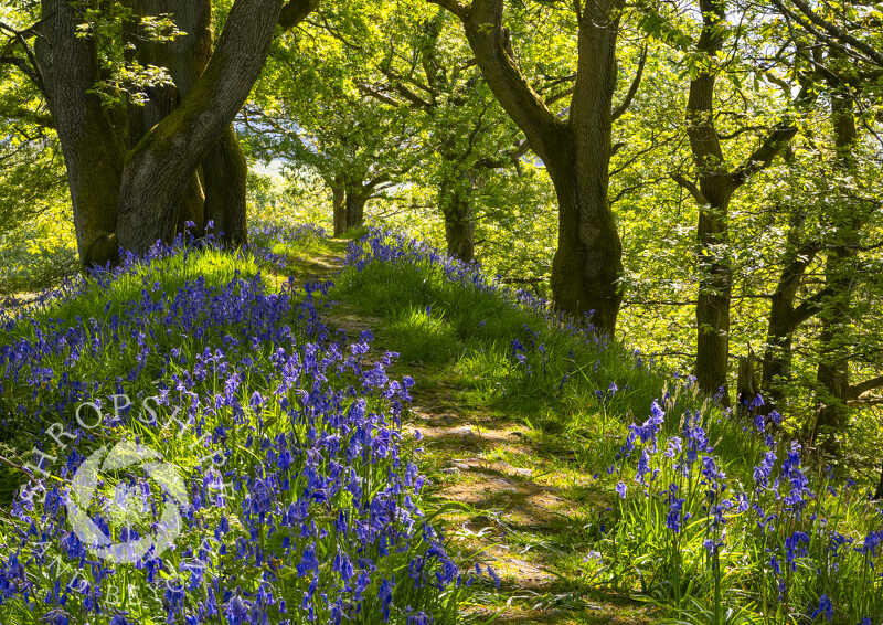 Bluebells on the ramparts of Burrow Hill, near Craven Arms, Shropshire.