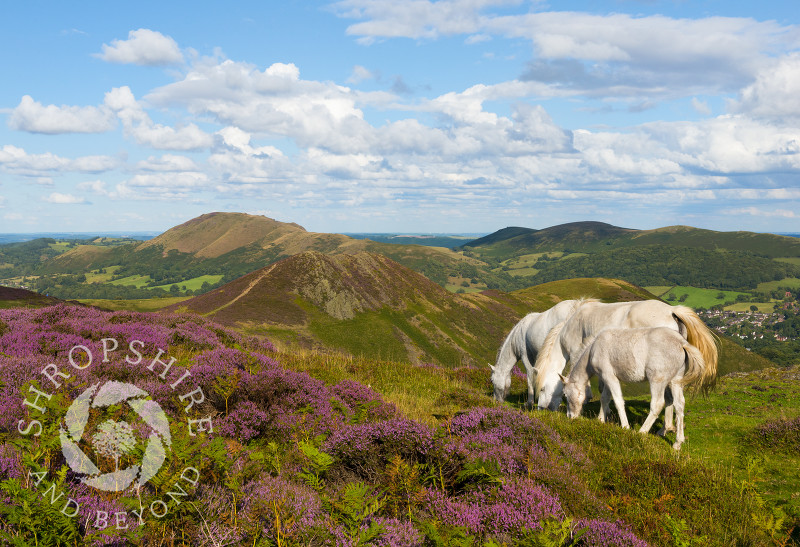 Three wild pones on the Long Mynd, Shropshire.