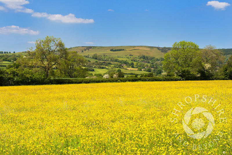 Buttercup meadow beneath Brown Clee Hill at Cleedownton, near Ludlow, Shropshire.