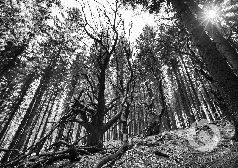 Sweet chestnut and Sitka Spruce trees on Brown Clee Hill, Shropshire, England.
