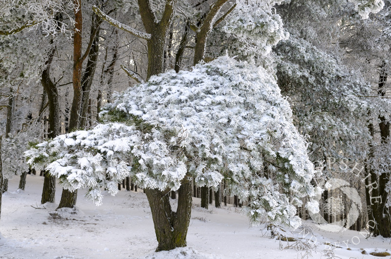 Frozen trees and snow on the Wrekin, Shropshire, England.