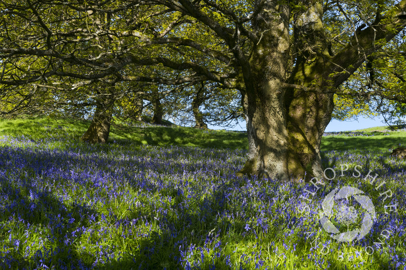 Bluebells on Burrow Hill Camp, an Iron Age hill fort near Craven Arms, Shropshire.