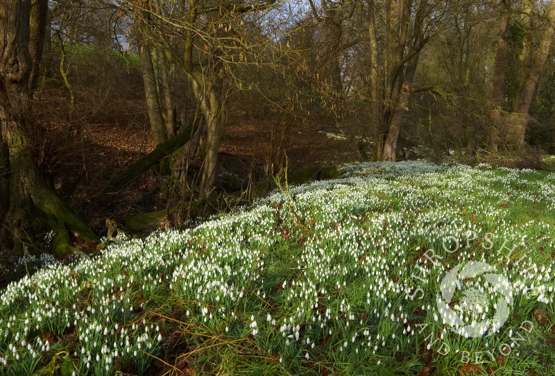 Snowdrops beside Coundmoor Brook, near Cound, Shropshire.
