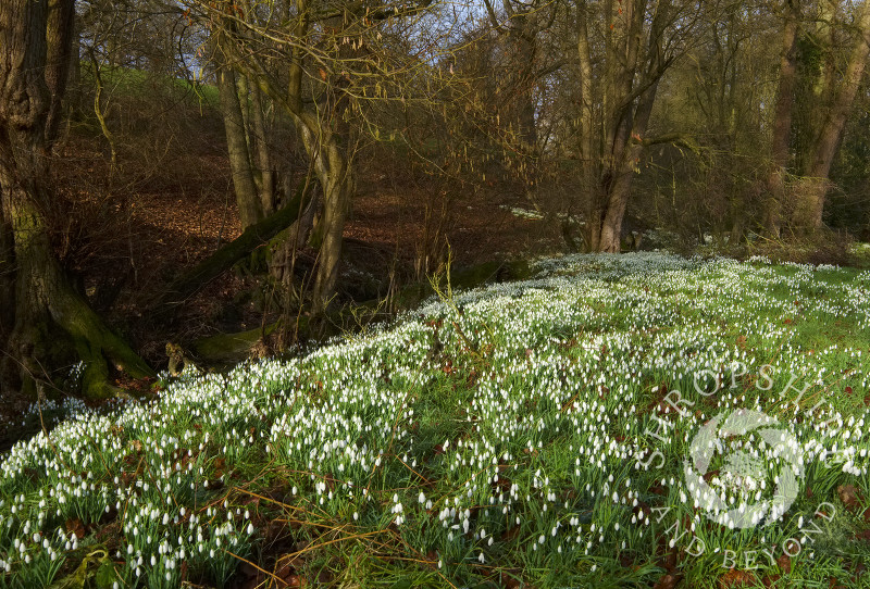 Snowdrops beside Coundmoor Brook, near Cound, Shropshire.