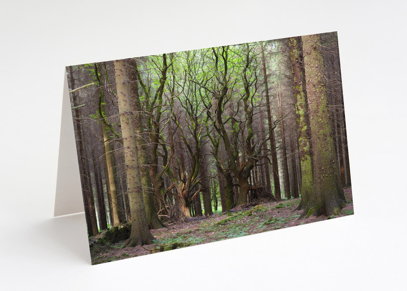 Trees on Brown Clee, Shropshire.