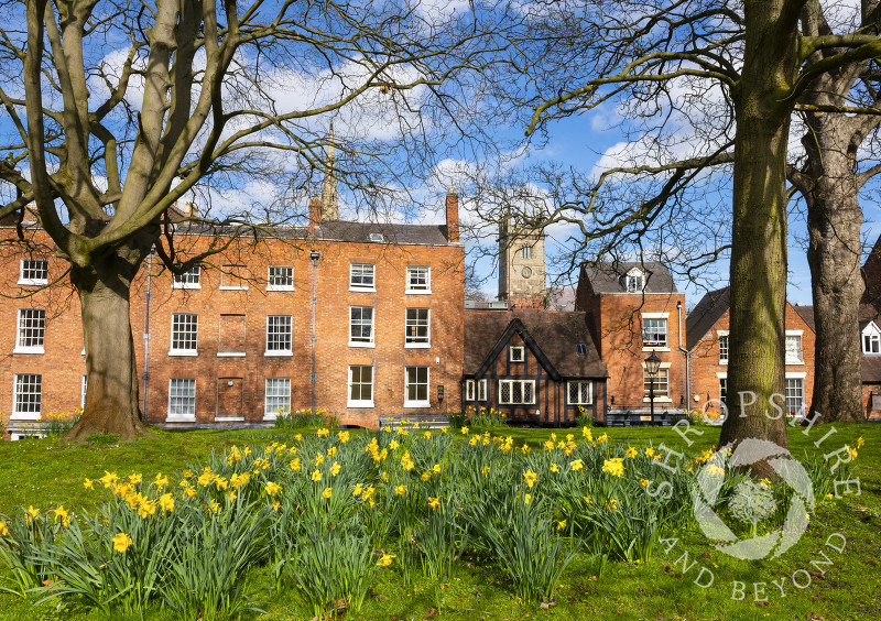 Daffodils in the churchyard of Old St Chad's, Shrewsbury, Shropshire.