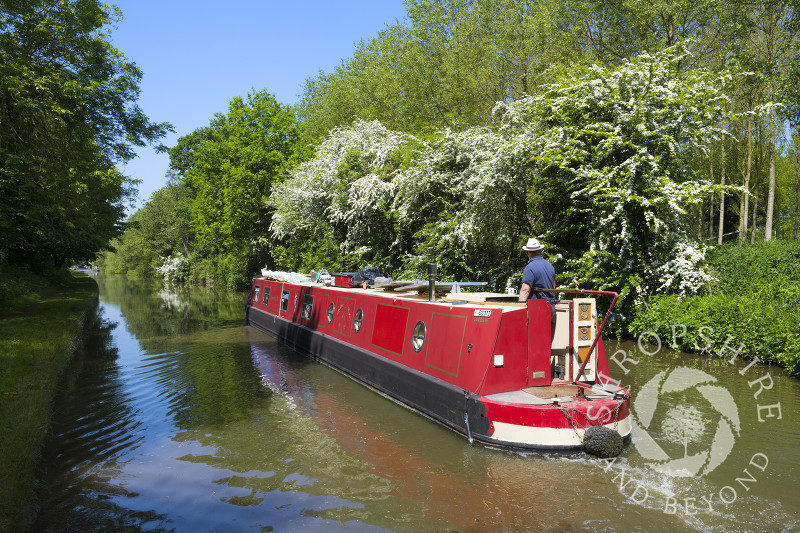 Spring blossom alongside the Shropshire Union Canal near Goldstone Wharf, Cheswardine, Shropshire.