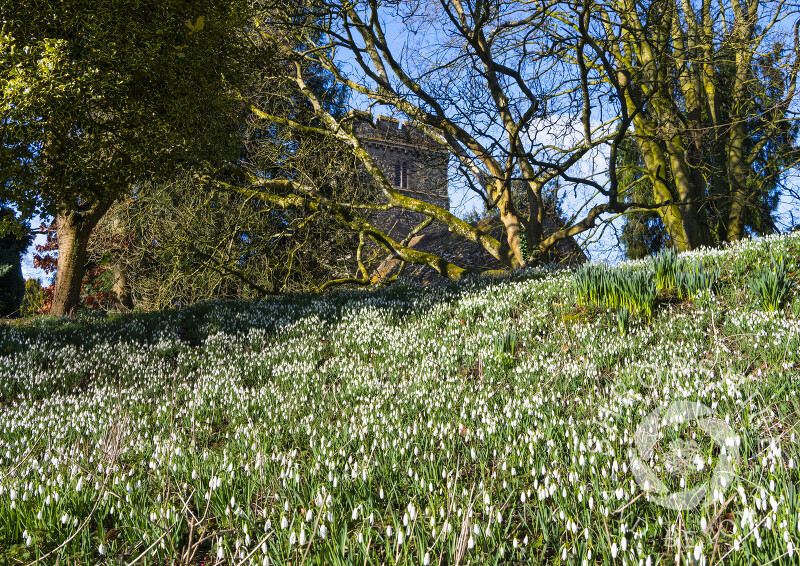 Snowdrops in the churchyard at St Peter's in Stanton Lacy, near Ludlow, Shropshire.