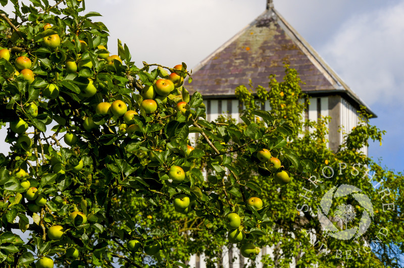 Apples growing near St Michael's Church at Brimfield, Herefordshire, England.