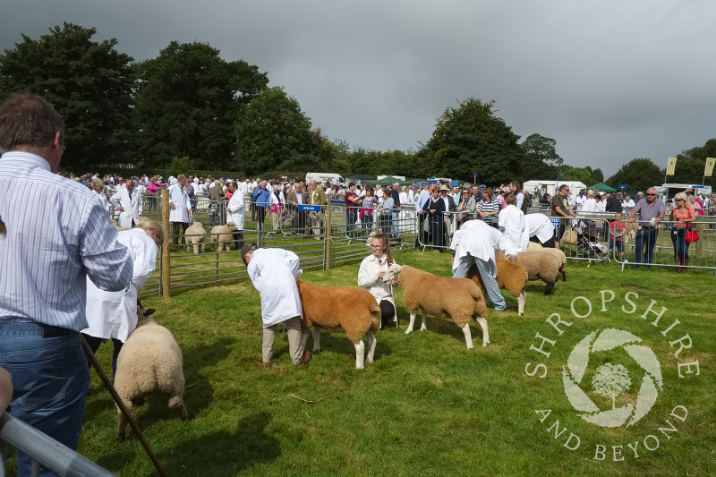 Sheep being judged at Burwarton Show, near Bridgnorth, Shropshire, England.