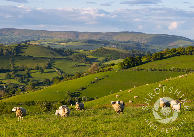 Evening light on sheep in the Clun Valley, Shropshire, with the Long Mynd on the horizon.