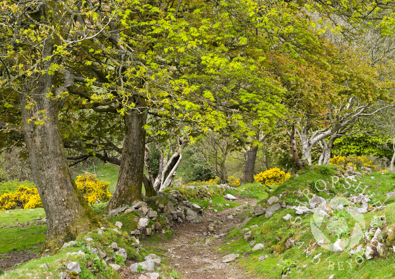 Sunken pathway on the Stiperstones, Shropshire.