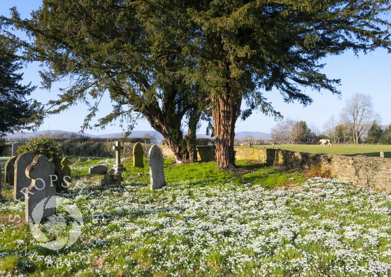 Snowdrops in St Margaret's Churchyard, Acton Scott, Shropshire.