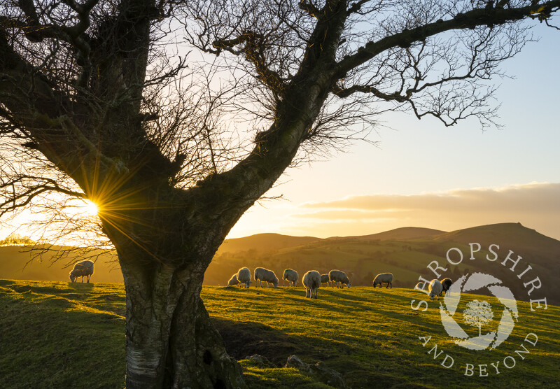 Sunset on Hill End, above Cardington, Shropshire.