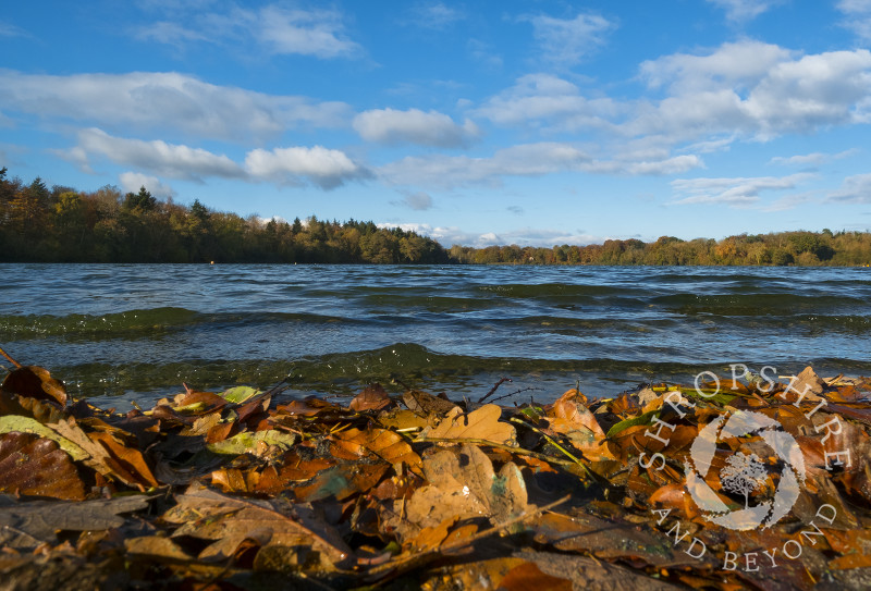 Water laps against fallen autumn leaves at Colemere, near Ellesmere, Shropshire.