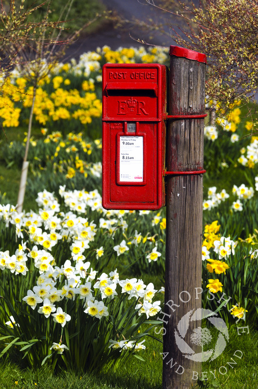 Daffodils surround a post box at Richards Castle, near Ludlow, Shropshire, England.