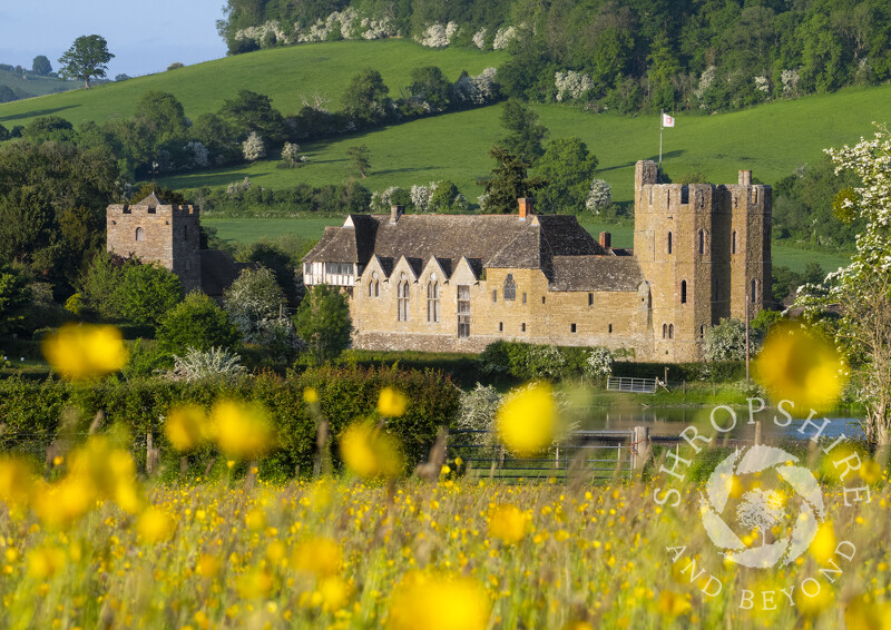 Stokesay Castle and buttercups, Shropshire.