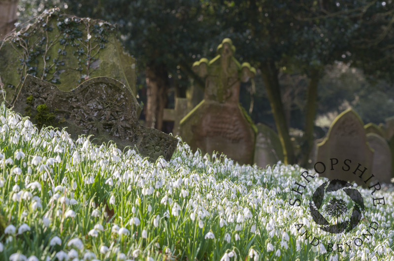 Snowdrops among the gravestones at St Peter's Church, Stanton Lacy, Shropshire.