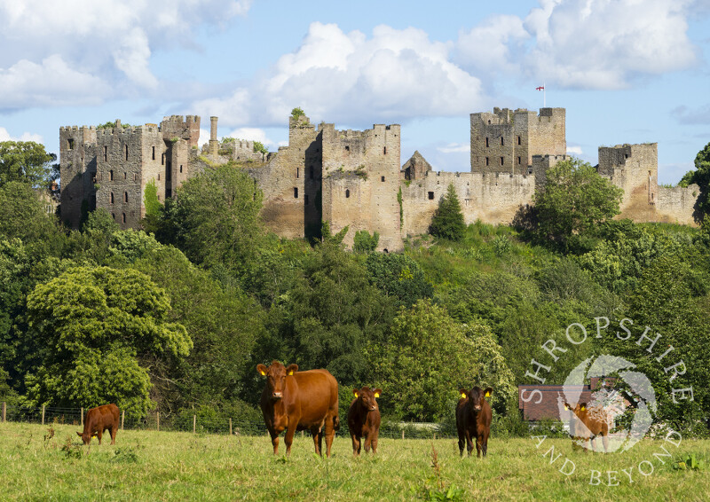 Cows grazing beneath Ludlow Castle, Shropshire.