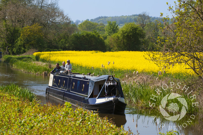 Oilseed rape grows in a field alongside the Montgomery Canal at Maesbury, Shropshire, England.