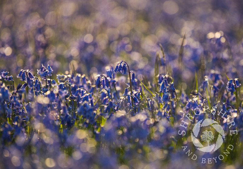 Bluebells at High Vinnalls in Mortimer Forest, near Ludlow, Shropshire.