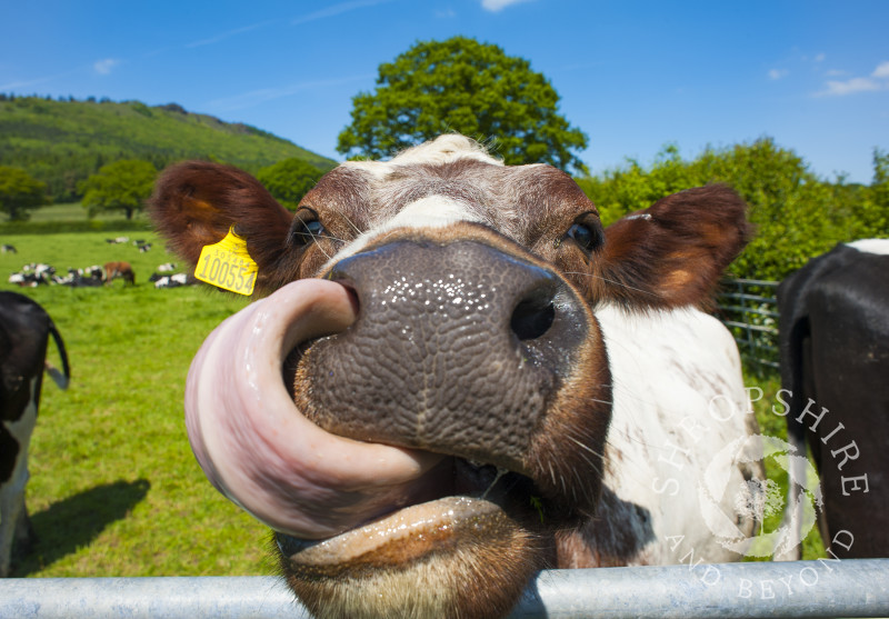 A cow sticks out its tongue at the camera in a field beneath the Wrekin, Sh...
