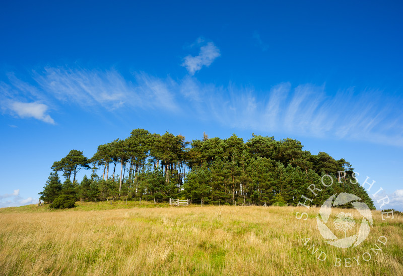 Bromlow Callow and its iconic crown of pine trees, Shropshire, England.