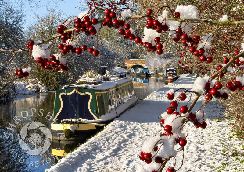 Berries frame snow-covered narrowboats on the Llangollen Canal, Ellesmere.