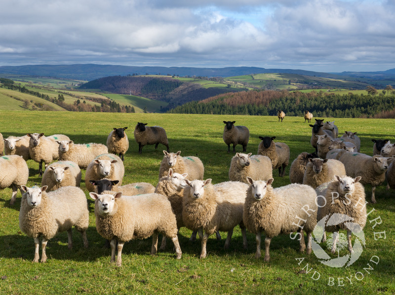 A flock of sheep near Two Crosses in south Shropshire. In the distance are Reilth Top and Colebatch Hill, with the Long Mynd seen on the horizon.