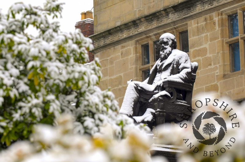 Snow covers the Charles Darwin statue outside Shrewsbury Library, Shropshire, England.