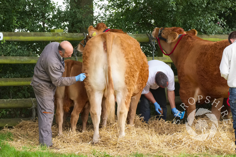 Cattle being spruced up at Burwarton Show, near Bridgnorth, Shropshire, England.