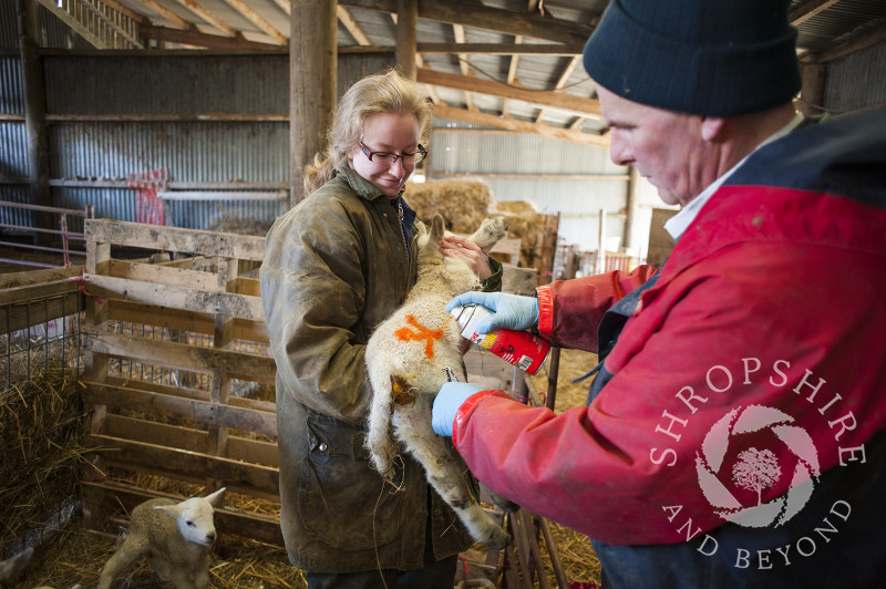 Farmworkers numbering sheep on a Stiperstones farm, Shropshire, England.