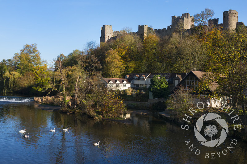 Swans on the River Teme beneath Ludlow Castle, Shropshire.