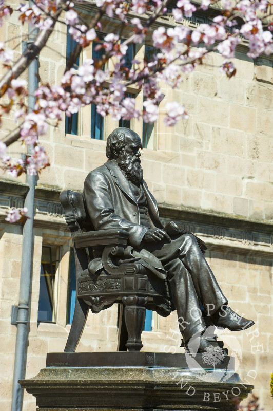 Spring blossom frames the Charles Darwin statue outside Shrewsbury Library, Shrewsbury, Shropshire, England.