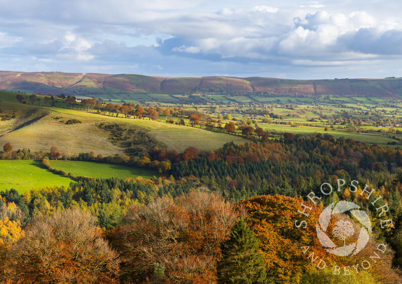 Autumn sunshine highlights the western slopes of the Long Mynd, seen from Heath Mynd, Shropshire.