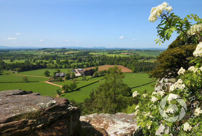Blossom frames a view of the north Shropshire landscape from the top of Grinshill Hill.