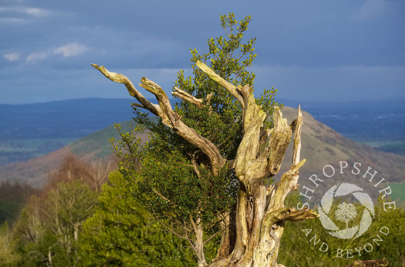 Winter sunshine highlights one of the gnarled holly trees on the Hollies Nature Reserve, the Stiperstones, Shropshire.