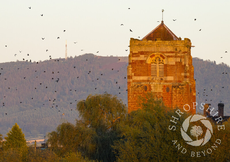 A flock of birds pass St Eats's Church at Atcham, near Shrewsbury in Shropshire, with the Wrekin in the background.